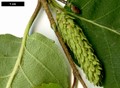 SpeciesSub: subsp. albosinensis SpeciesSub: subsp. albosinensis